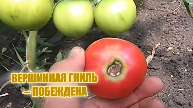 Сегодня поговорим о томатах, вернее о вершинной гнили, которой поражаются плоды.
