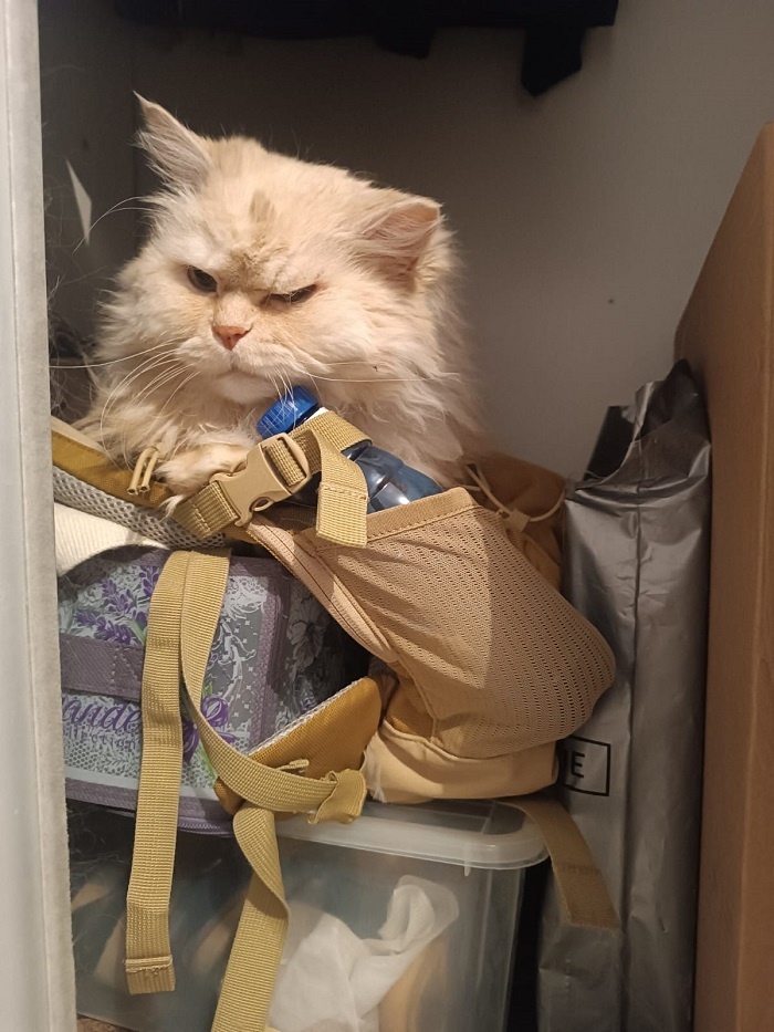 Это он тут в шкаф залез, на мой рюкзак