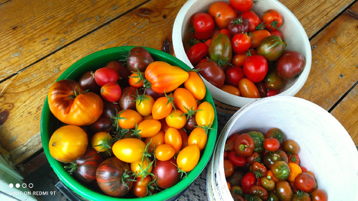 Большой сбор томатов! 🍅🍅🍅🍅🍅🍅🍅