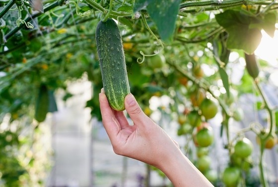    Какие праздники отмечают 22 июля