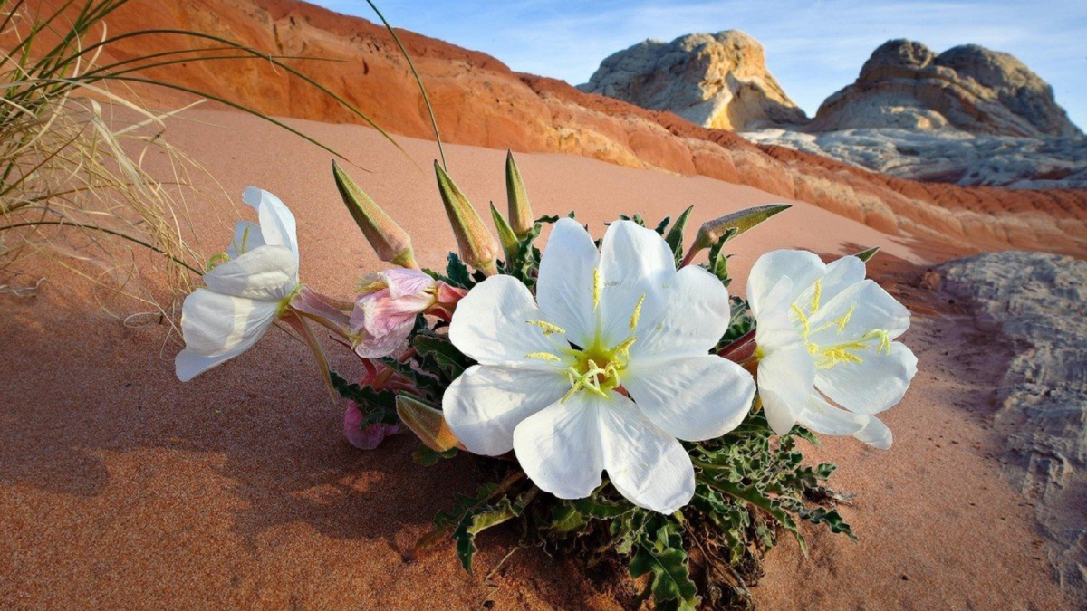Это не искусственно созданная композиция. Это настоящие цветы пустыни. НА Марсе ничего подобного точно не встретишь. Источник изображения: baldezh.top