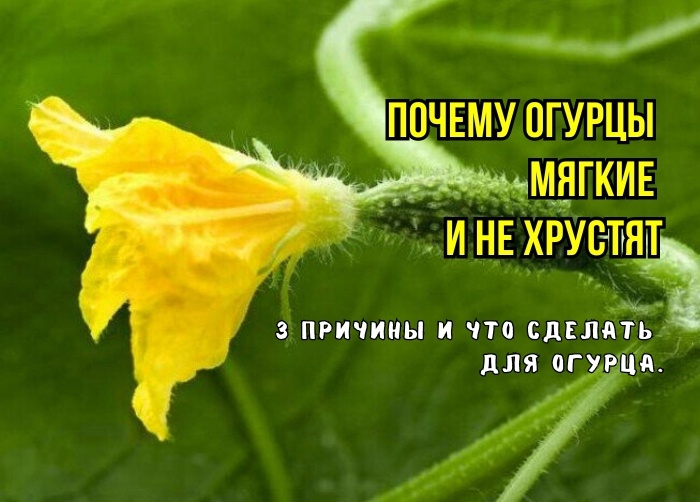 Вот почему огурцы не хрустят, мягкие, подвявшие и невкусные: 3 неявные причины от агрономов. И что сделать для огурца, чтобы был хрустящим