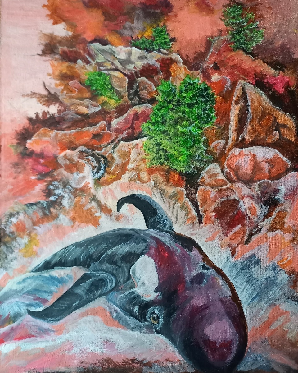 Косатка белой ночью. Остров Недоразумения.