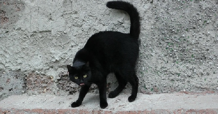 черный кот