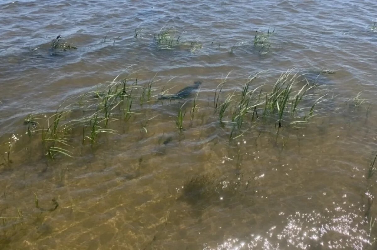    В Пермском крае из воды извлекли тело 62-летнего мужчины