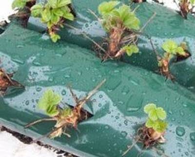 клубника в полиэтиленовых мешках