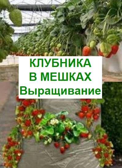 выращивание клубники в мешках