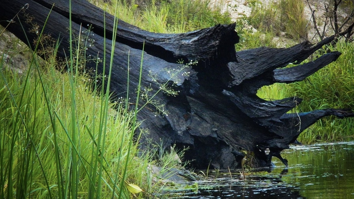 Мореный дуб теперь должен соответствовать стандарту