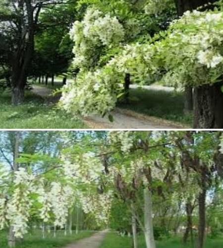 робиния на даче