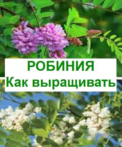 робиния в саду