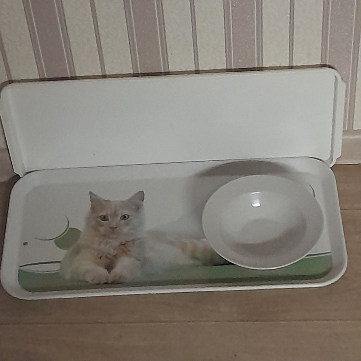 Фото автора. Кошачья столовая дома закрыта