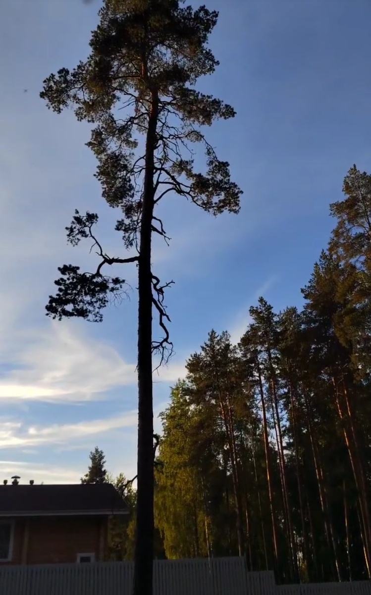 фото: карельские сосны