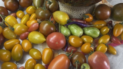 Обзор черри и крупноплодных томатов