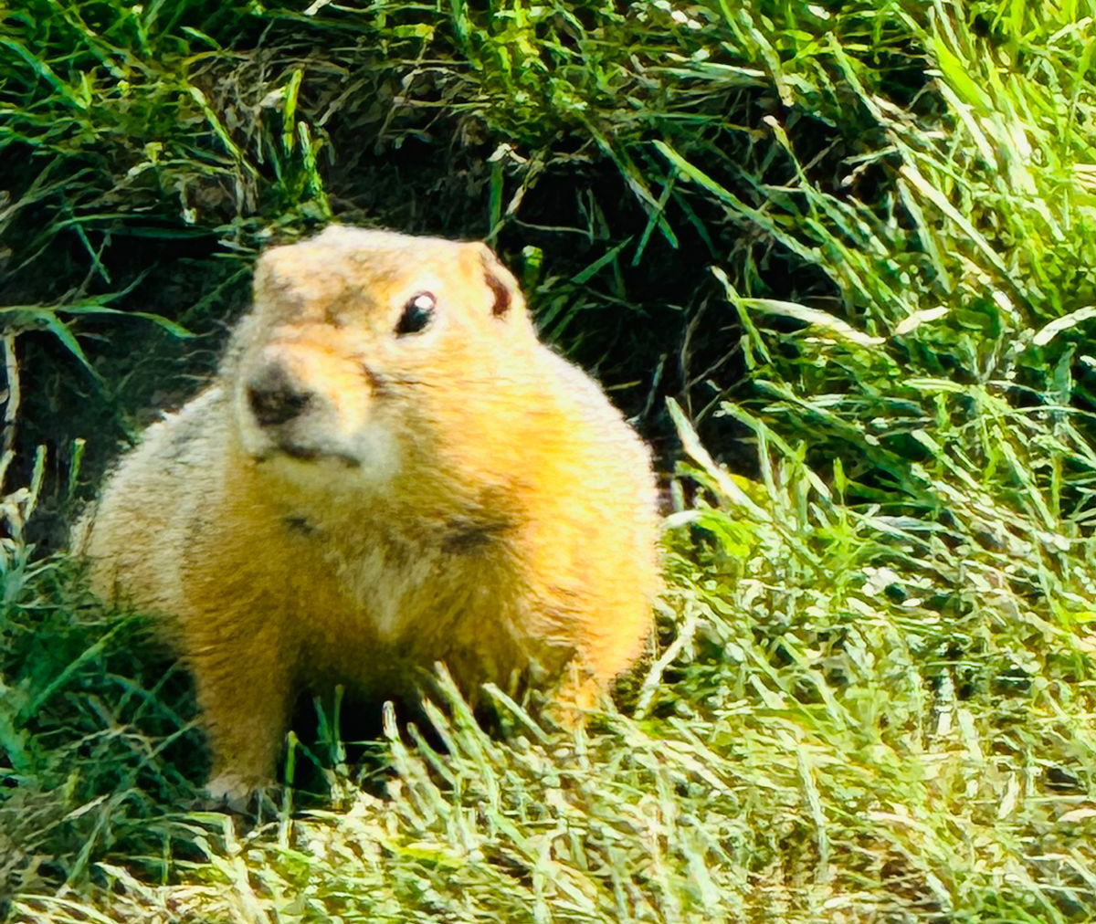 Это что за звери? - Суслики