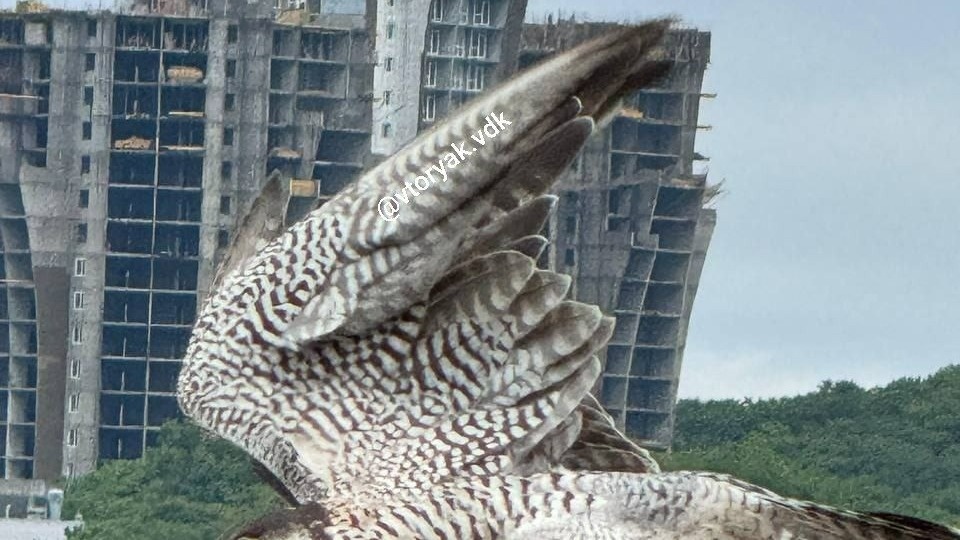     Источник: vtoryakvdk

