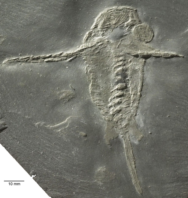 Шиндерханнес (Schinderhannes bartelsi Kühl, Briggs & Rust, 2009) - последний представитель динокаридид и радиодонтов, обитал в девоне около 408-400 млн лет