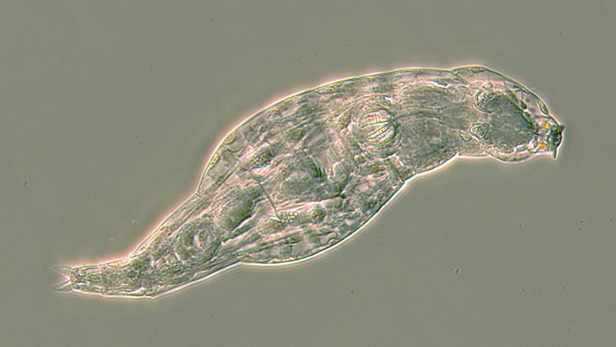 Коловратка Adineta ricciae. Фото: C. G. Wilson, 2019