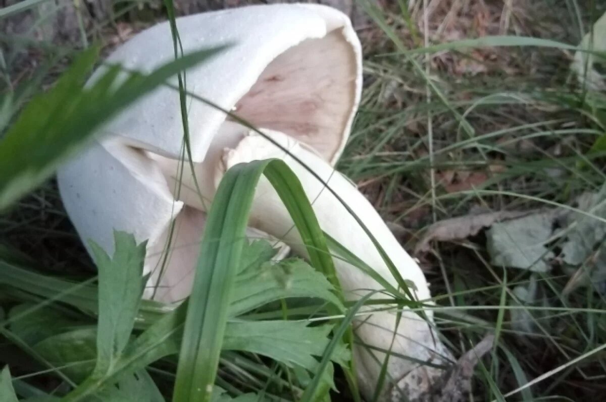    Челябинец нашёл гигантский шампиньон в парке Гагарина