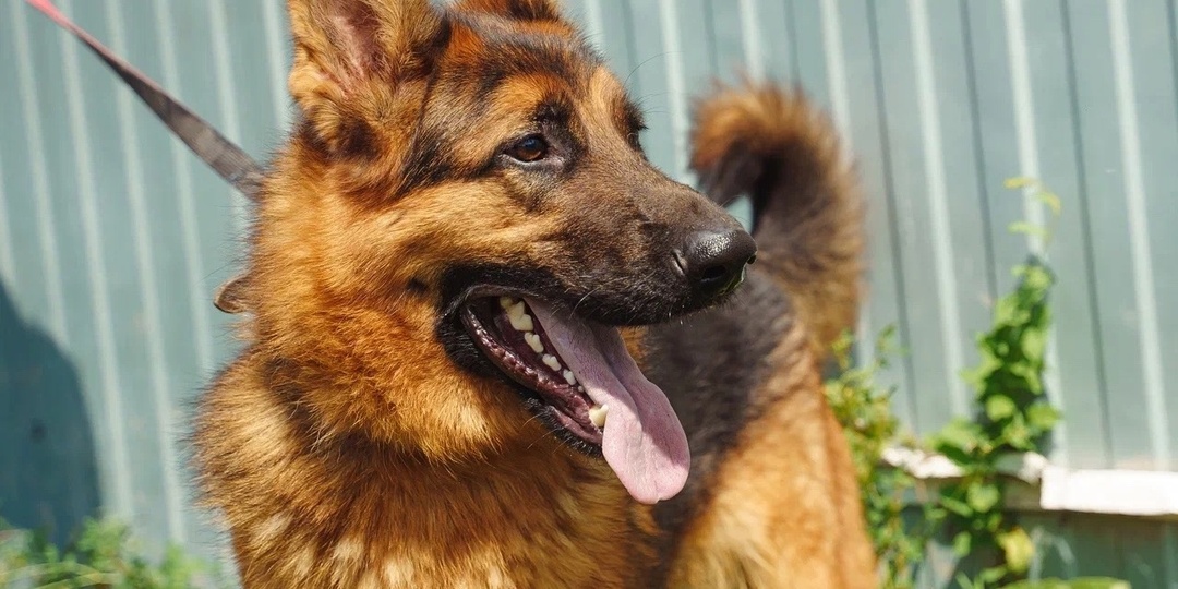 Красавчик Джем ждет своего родного человека!