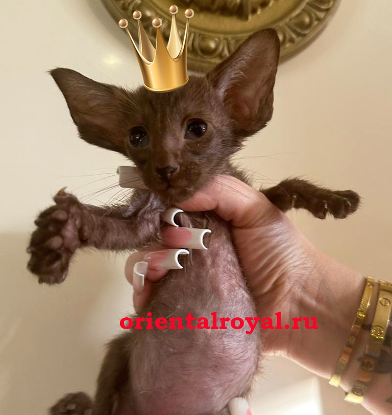 эффектная ушастенькая ориентальная девочка Mitsubishi от экстремального кота ЦАРЯ 45 т.р.
