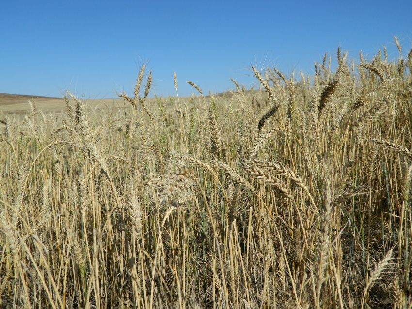   Фото: Пресс-служба Минсельхоза Забайкалья