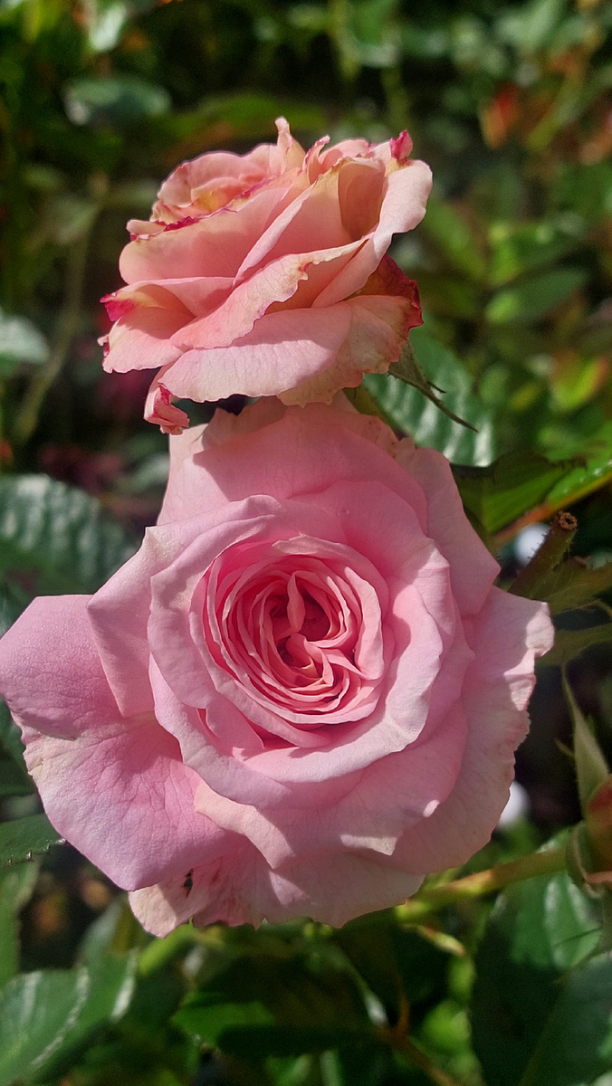 Амаретто. Флорибунда. В это время она мне не нравится. Мелкая и неровная)