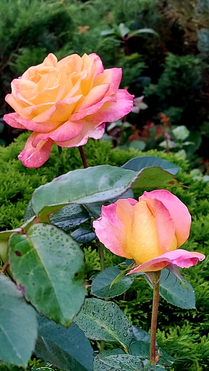 Пульман Ориент экспресс. Ч/г роза