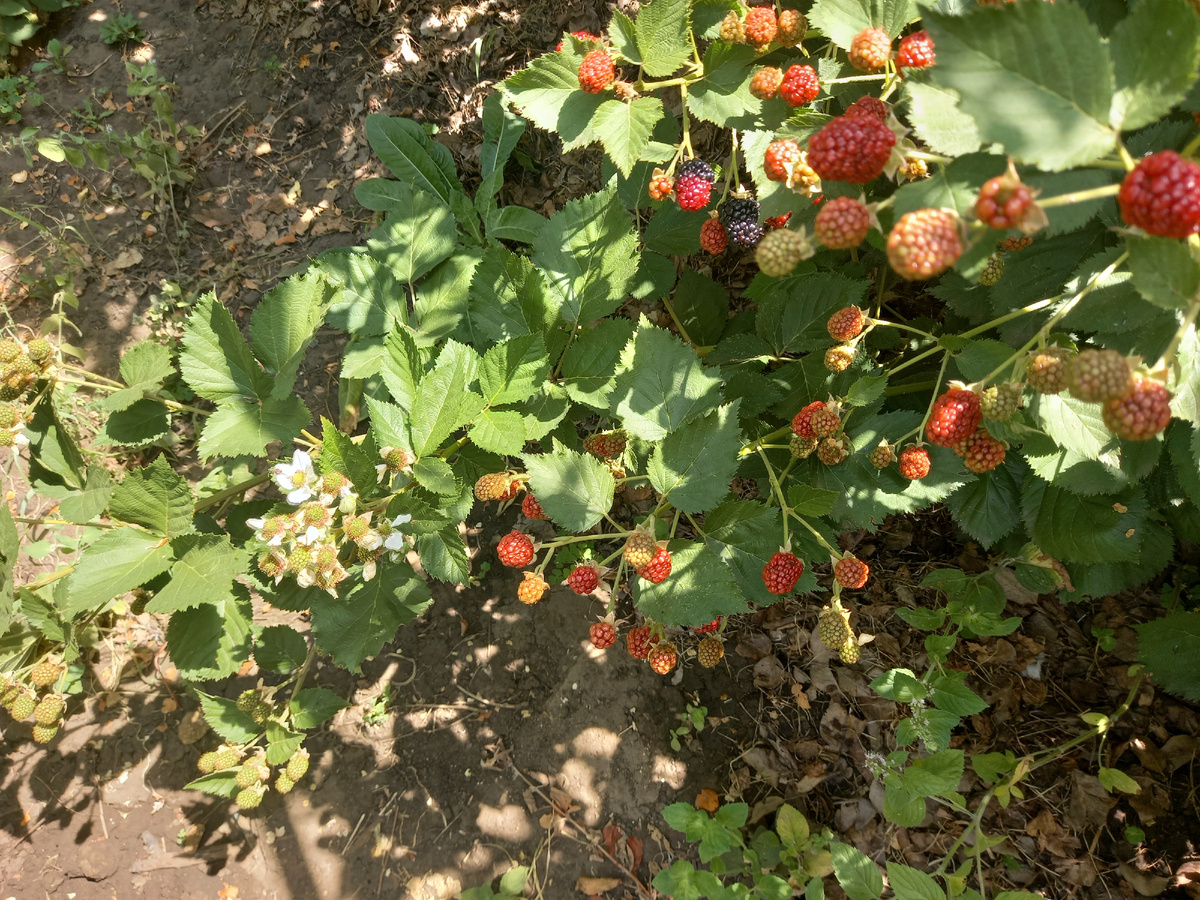 какое-то сумасшедшее количество завязей на ежевике