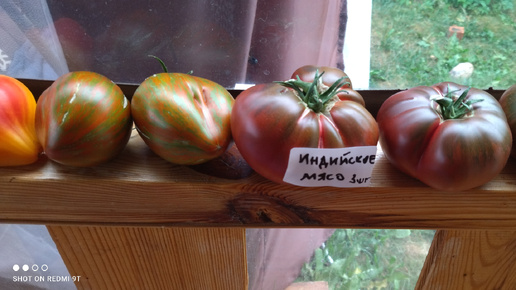 Пора собирать семена томатов!!!