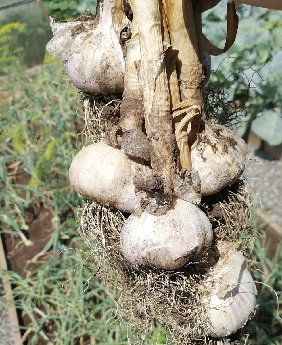 Вот такой уродился чеснок. 