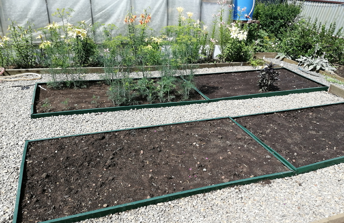 На заднем плане в грядки были посеяны укроп и петрушка. Вышли в середине лета единицы. Укроп в этом году на вес золота. На другой грядке была посеяна душица и базилик. В итоге один кустик базилика за лето стоит в гордом одиночестве. 