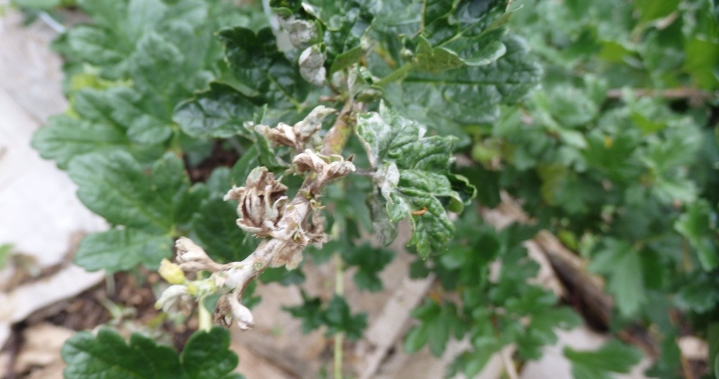 Как побороть мучнистую росу на жимолости и крыжовнике, из личного опыта