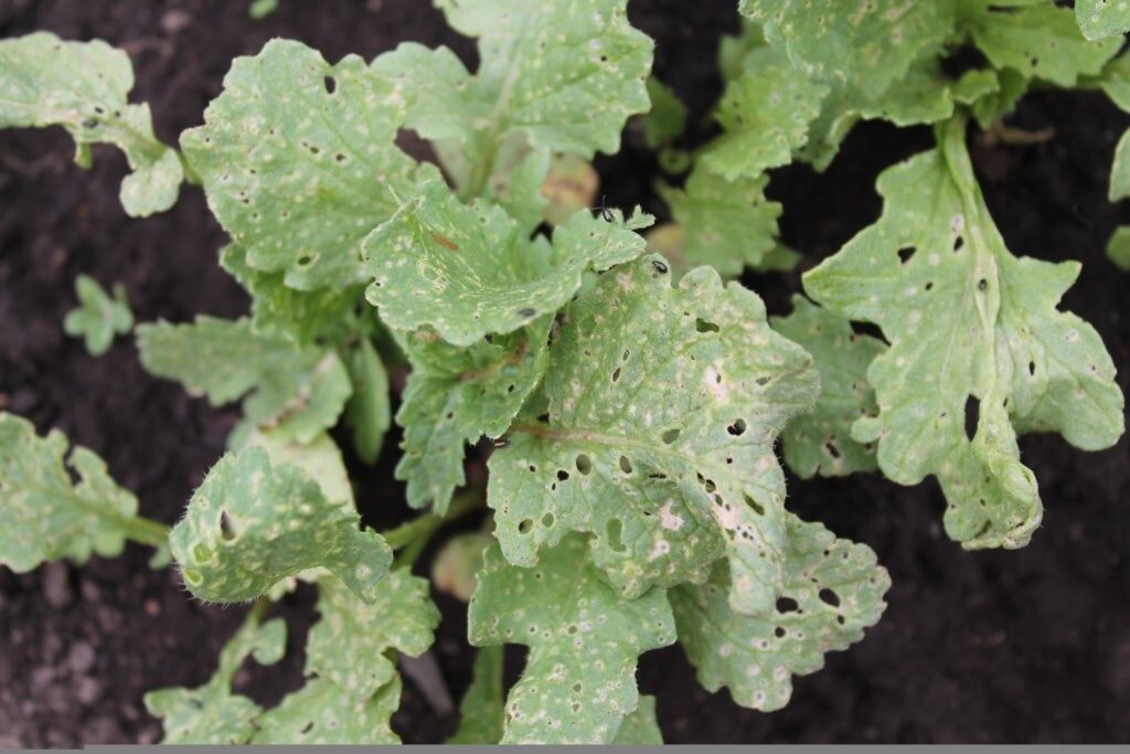 Повреждение листьев крестоцветной блошкой