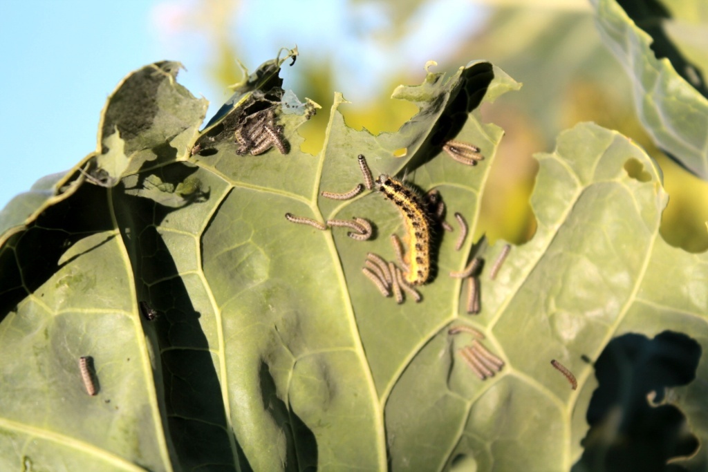  Гусеницы капустной белянки