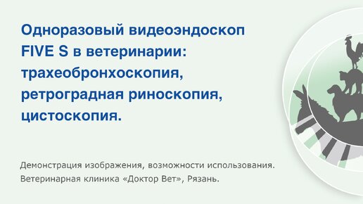 Одноразовый видеоэндоскоп FIVE S в ветеринарии: трахеобронхоскопия, ретроградная риноскопия, цистоскопия.