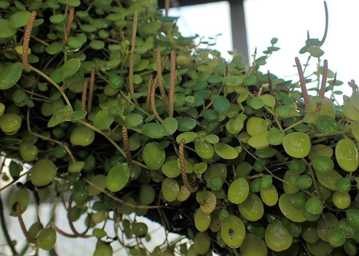 А  у  Peperomia  rotundifolia - листья  блестящие  глянцевые