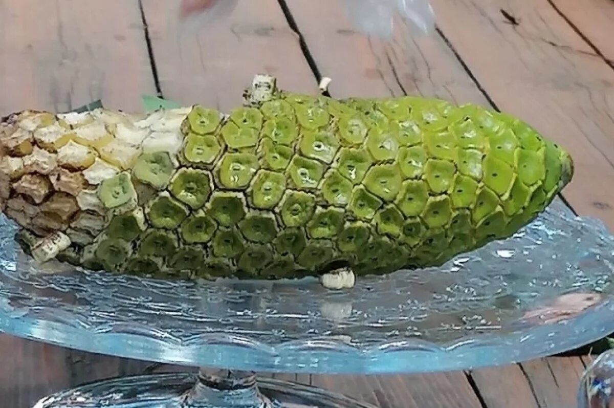    Воронежцы попробовали на вкус бананас, созревший в Ботаническом саду