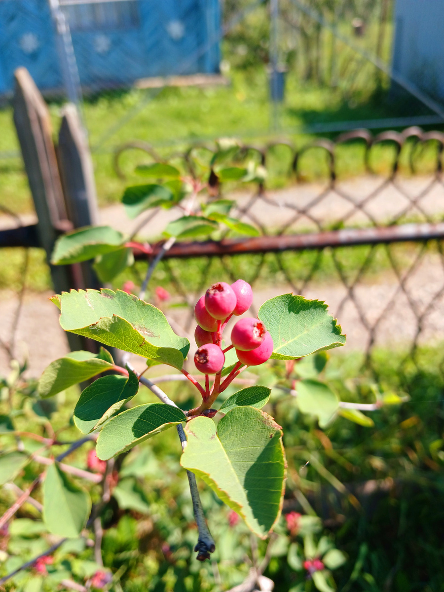 Это ирга ещё зреет. Фото автора 