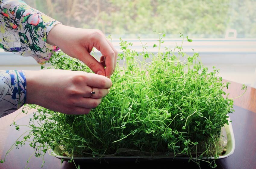 Проростки пшеницы как знак возрождения и обновления