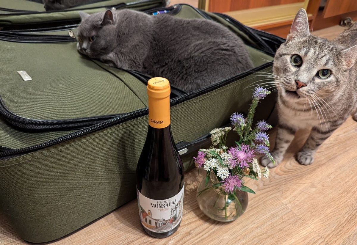 Коты чувствуют отъезд
