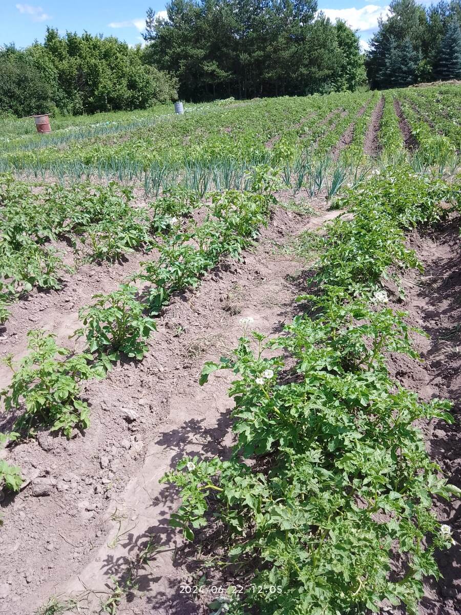 Вот такие плантации в деревне