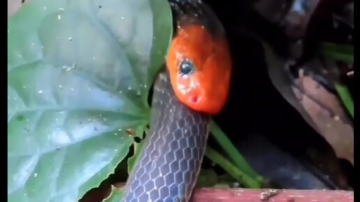 Змеи любят себе подобных... 😋