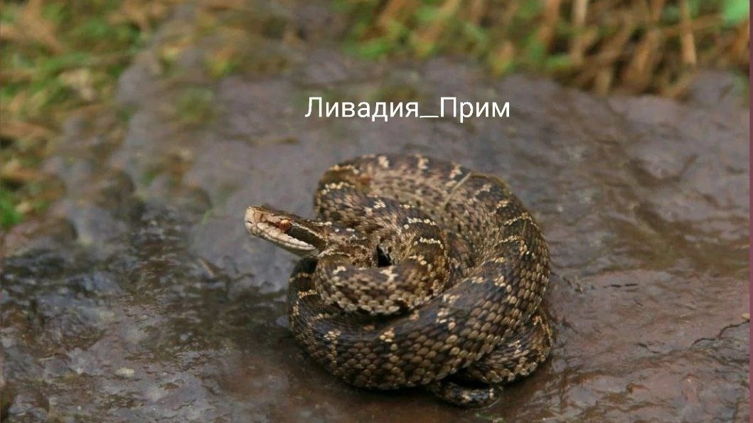     Источник: livadia_prim