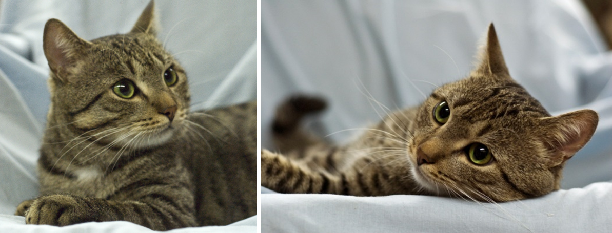 Боб изображающий фотомодель.