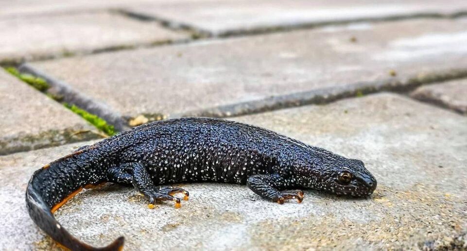    Минэкологии