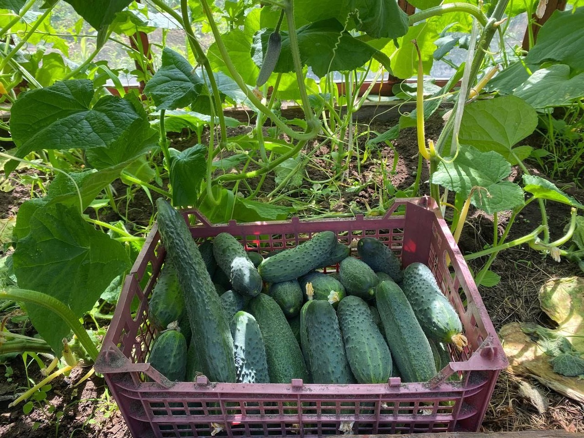 Далее разберем, как собирать урожай ежедневно и быть довольным вкусом и качеством