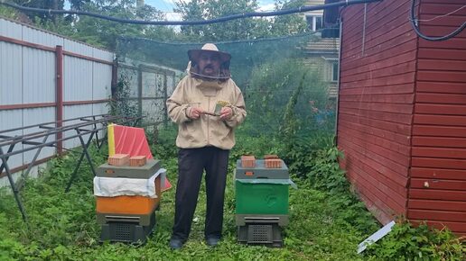 Буду менять породу пчёл на медовом точке. Видео по пчеловодству для начинающих 2024