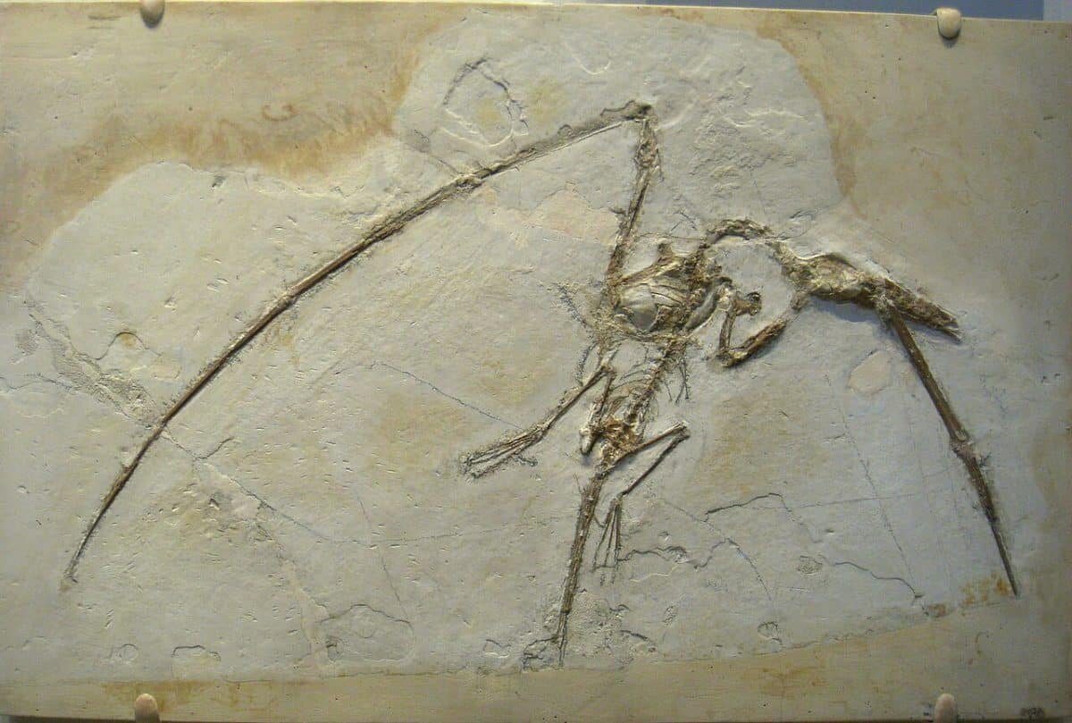    Скелет птерозавра Rhamphorhynchus muensteri. Размах крыльев этих животных достигал 1,81 метра, а питались они в основном рыбой, но иногда и моллюсками / © Wikimedia Commons, Daderot.