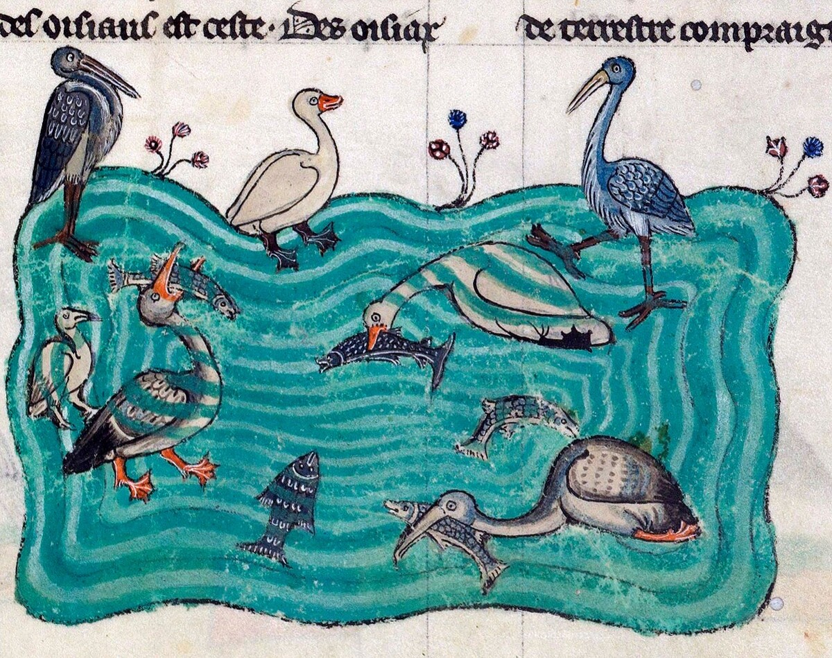 Иллюстрация к французскому переводу труда Фридриха, 1310 год. Водные птицы.