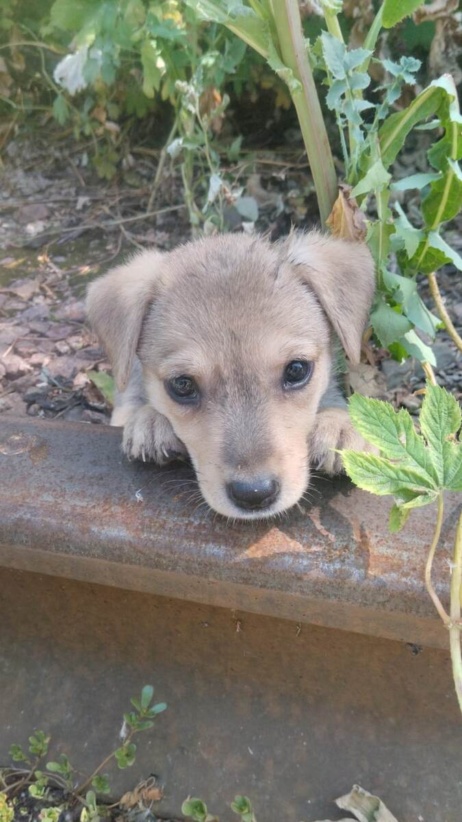 И никому не жалко …💔на рельсах лежит .. 